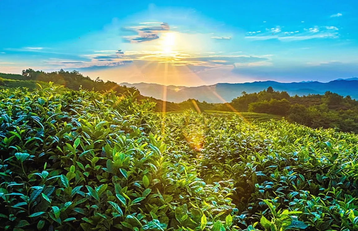 为什么在六大茶类中，白茶最“甜”？