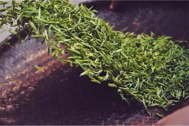 碧螺春：这款让康熙赐名的"吴侬软茶"，原来藏着苏州的千年茶魂？