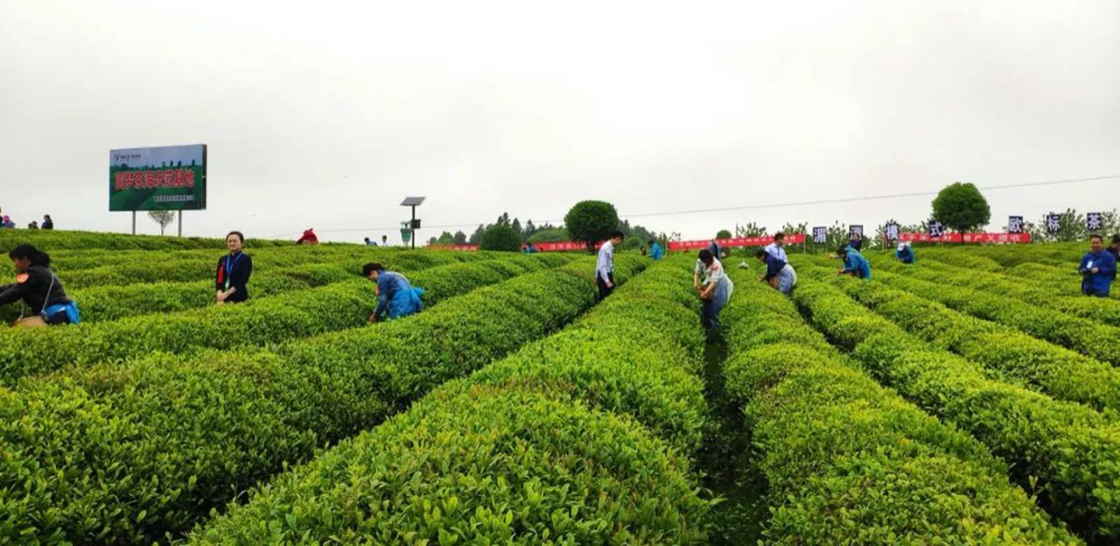 是时候认识拼配大红袍了！