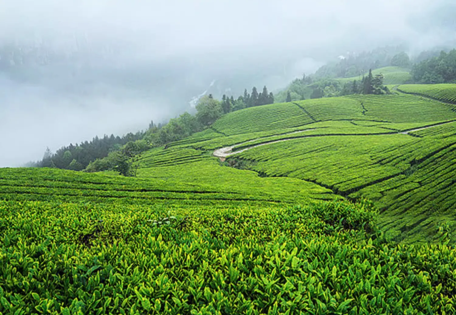 自动化、清洁化白茶精制加工生产线研究及应用