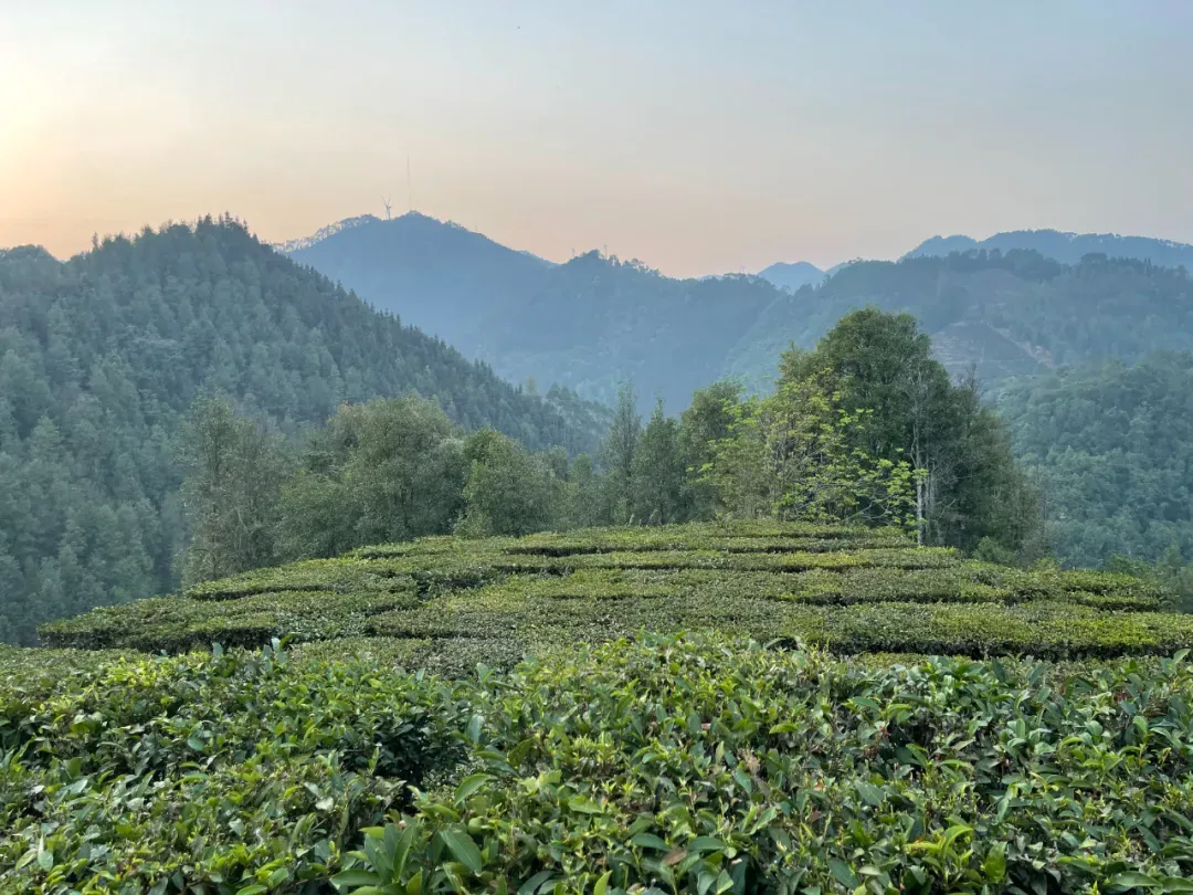 六堡黑茶：这款从矿工茶蜕变为“茶中老酒”的黑茶，如何用时间酿出55亿传奇？