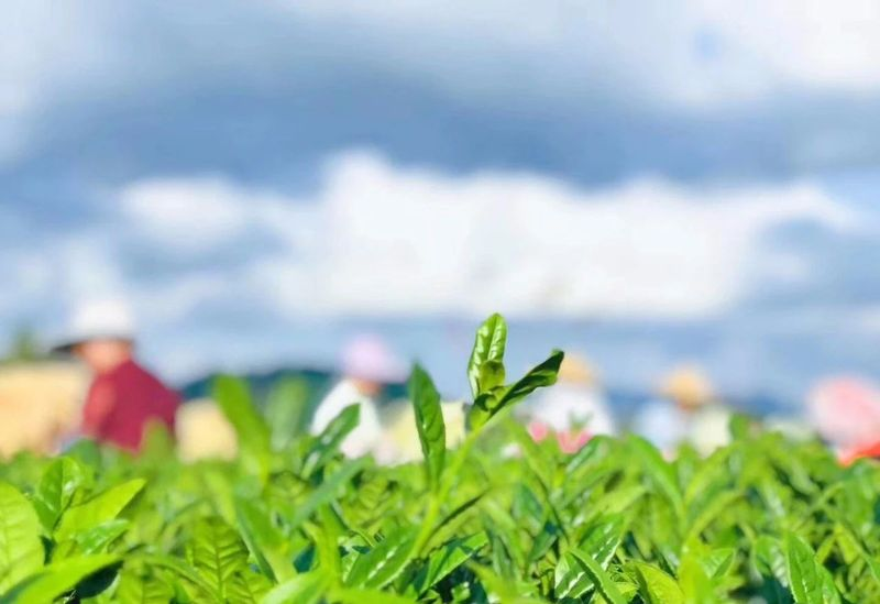 祥华、感德、西坪和龙涓铁观音的特点