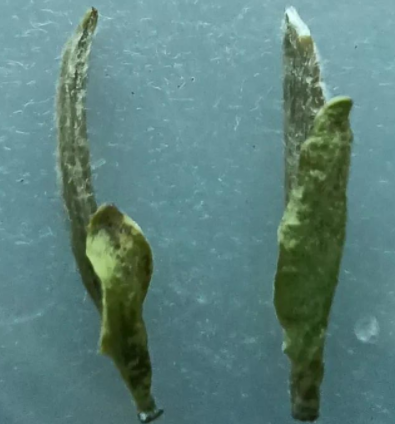 白毫银针不是纯芽吗？为啥会有一个小叶片？